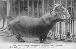 22-2955 : PARIS. JARDIN DES PLANTES. HIPPOPOTAME DU SENEGAL - Nijlpaarden