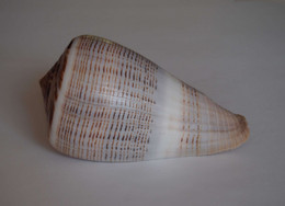 Conus Loroisii - Coquillages