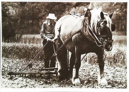 ► Traditions "Les Gens D'Ici"   Le Laboureur  - Attelage Cheval - Attelages