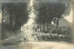 Chassigny * Carte Photo * Avenue Du Faubourg * Troupeau De Mouton Sortant Du Village - Andere & Zonder Classificatie