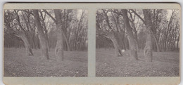 1914 PHOTO STEREOSCOPIQUE PARIS Bois De Boulogne - Arrondissement: 16