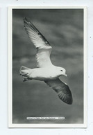 Scotland Shetland Bird Fulmar In Full Flight Fair Isle  Pn1630 Unused Rp - Shetland