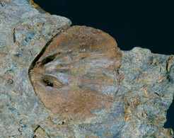 Fossil - Spirifer Brachiopodi - Lot. 846F - Fossilien