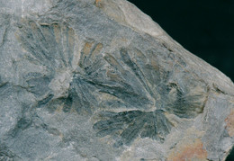 Fossil - Annularia Stellata Lagifoglia - Lot. 845F - Fósiles