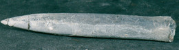 Fossil - Belemnite - Lot. 840F - Fósiles