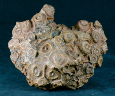 Fossil - Corallo Fossile - Lot. 839F - Fossielen
