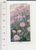 Image REPRO 1998 Thrift Reproduction Cigarettes Wills Sea Shore (1938) Flore Plage Fleurs Bord De Mer 166/6 - Wills