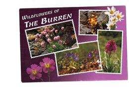 Cpm - Le Burren - Irlande - WILDFLOWERS - Fleurs Orchidée Orchid - Clare