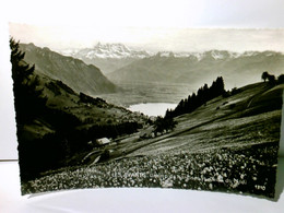 Champ Da Narcises Et Dents Du Midi. Alte Ansichtskarte / Postkarte S/w. Ungel. Ca 30ger Jahre, Schweiz, Blick - Cham