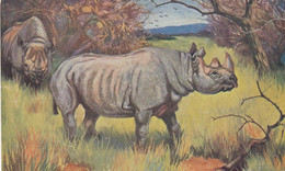 Rhinoceros Artist Image C1900s/10s Vintage Tuck's Series #3000 Wild Animals Postcard - Neushoorn