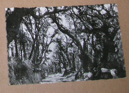 La Garde Freinet : Le Sous Bois De Saint Clément - La Garde Freinet