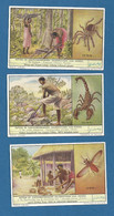 6 Chromos Liebig / Anthropodes Vénéneux Ou Vecteurs De Maladies Du Congo / S1637 / 1956 / Belgique - Liebig