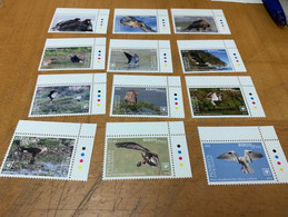 Birds Long Set Cook Island Eagle From Hong Kong MNH - Briefe U. Dokumente