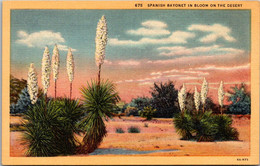 Spanish Bayonet In Bloom On The Desert Curteich - Cactusses