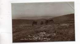 PONIES NEAR HAYTOR DARTMOOR - Plymouth