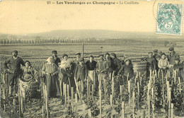 140722 MARNE 51 LES VENDANGES EN CHAMPAGNE LA CUEILLETTE Vin Vignes Alcool Viticulture - Other & Unclassified