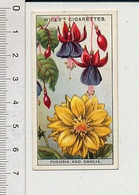 How Fuchsia And Dahlia Obtained Their Names ? / Horticulture Fleur Plante Flower 166/7 - Wills