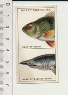 How Fishes Breathe ? / Comment Les Poissons Respirent / Perch Perche Poisson / Basking Shak Fish Branchies 166/7 - Wills