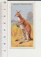 The Purpose Of The Kangaroo 's Pouch / Le But De La Poche Du Kangourou Animal Bébé Marsupial 166/7 - Wills