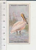 The Purpose Of The Pelican's Pouch / Le But De La Poche Du Pélican / Bird Oiseau Pêche Poisson 166/7 - Wills