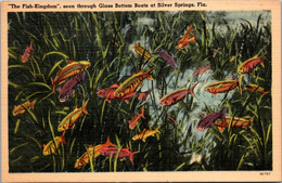 Florida Silver Springs The Fish Kingdom Seen Through Glass Bottom Boats - Silver Springs