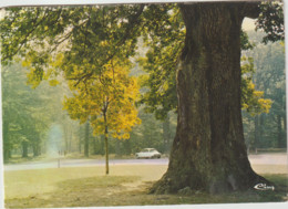 Dépt 91 - Forêt De Sénart - LE CHÊNE DANTIN - Voiture Citroën DS - CPSM "CIM" - 1986 - Sénart