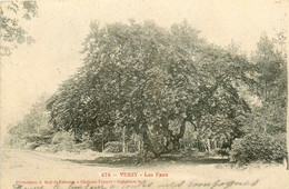 Verzy * 1905 * Les Faux * Thème Arbre Arbres Tree Trees - Verzy