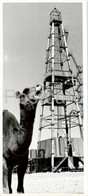 Shevchenko - Aktau - Oil Rig - Camel - Animals - Photo - 1972 - Kazakhstan USSR - Unused - Kazakistan