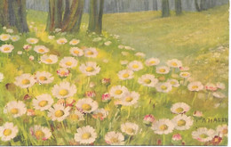 Illustrator - A. Haller - Flowers, Fleurs, Fiori, Daisies, Marguerites, Gänseblümchen, Margherite - Haller, A.