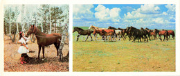 Herd In The Steppe - Horse - 1976 - Kazakhstan USSR - Unused - Kazajstán