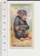 The Most Intelligent Animal / Monkey / Singe Intelligence Animale Professeur Romanes Monkeys 166/8 - Wills