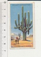 How Plants Live In The Desert ? / The Giant Cactus / Cactus Géant Plante Désert Du Nouveau-Mexique  166/8 - Wills