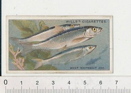 What Whitebait Are ? / Qu'est-ce Que La Friture ? / Thème Poisson Fish Pêche à La Ligne 166/8 - Wills