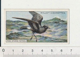 Why The Petrel Is So Called ? / Oiseau Bird / Storm-petrel 166/8 - Wills
