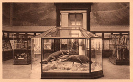 Tervueren (Musée Du Congo Belge) - Salle Des Reptiles Et Poissons - Tervuren