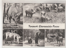 B4664) Tierpark EBERSWALDE FINOW - Unterschiedlich TIERE - Schöne S/W AK - 1979 - Eberswalde