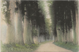 22-7-1892 Carte Postale Union Postale Universelle - Belle Allée D'arbres - Peintures & Tableaux