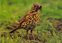 CP - OISEAUX - GRIVE Posée Sur L'herbe Avec En Son Bec Un Insecte - Oiseaux