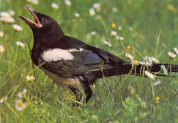 CP - OISEAUX - PIE Avec Le Bec Ouvert Posée Dans Les Marguerites - Oiseaux