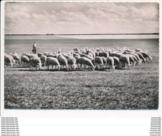 Carte ( Format 15 X 10,5 Cm ) EN BERRY Jeune Berger Troupeau De Moutons Style Sainte Solange ? Ou Environs De Bourges ? - Autres & Non Classés