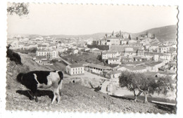 45652-ZE-ESPAGNE-PLASENCIA-Vista Parcial-------------------vache - Sonstige & Ohne Zuordnung