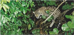 Delcampe - Les Animaux D'Amérique Du Sud    **  Merveilles Du Monde Nestlé   **   Le Jaguar - Nestlé