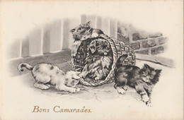 U5- CAT - CHAT - CHATONS -  BONS CAMARADES - (PANIERE A CHATONS - 2 SCANS - Katten