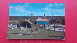 Llamas,the Children"s Zoo.Storyland Valley,Edmonton - Edmonton