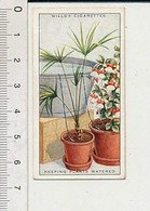Keeping Plants Watered Arrosage Plantes Vertes Appartement Eau Goutte à G Fuchsia ? Papyrus ?? Wills Cigarettes 88/11 - Wills