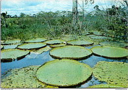 Brazil Manaus Amazonas Water Lilies - Manaus