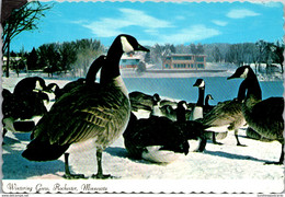 Minnesota Rochester Wintering Geese - Rochester