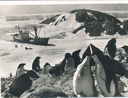 CPM GF(1988) -23936 -Terres Australes Et Antarctiques -Base Dumont D'Urville-Débarquement Matériel -Envoi Gratuit - TAAF : Territori Francesi Meridionali