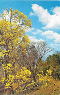 Poui Trees In Bloom, Lady Chancellor Hill, Port Of Spain, Trinidad - Trinidad
