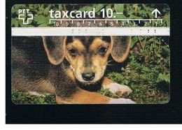 SVIZZERA (SWITZERLAND) - 1996   DOG  - USED - RIF. 10053 - Hunde